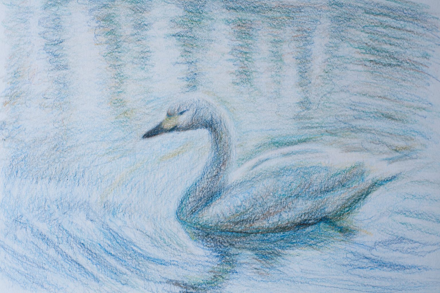 色鉛筆画の練習 - 白鳥 / Practice for colored pencils - swan